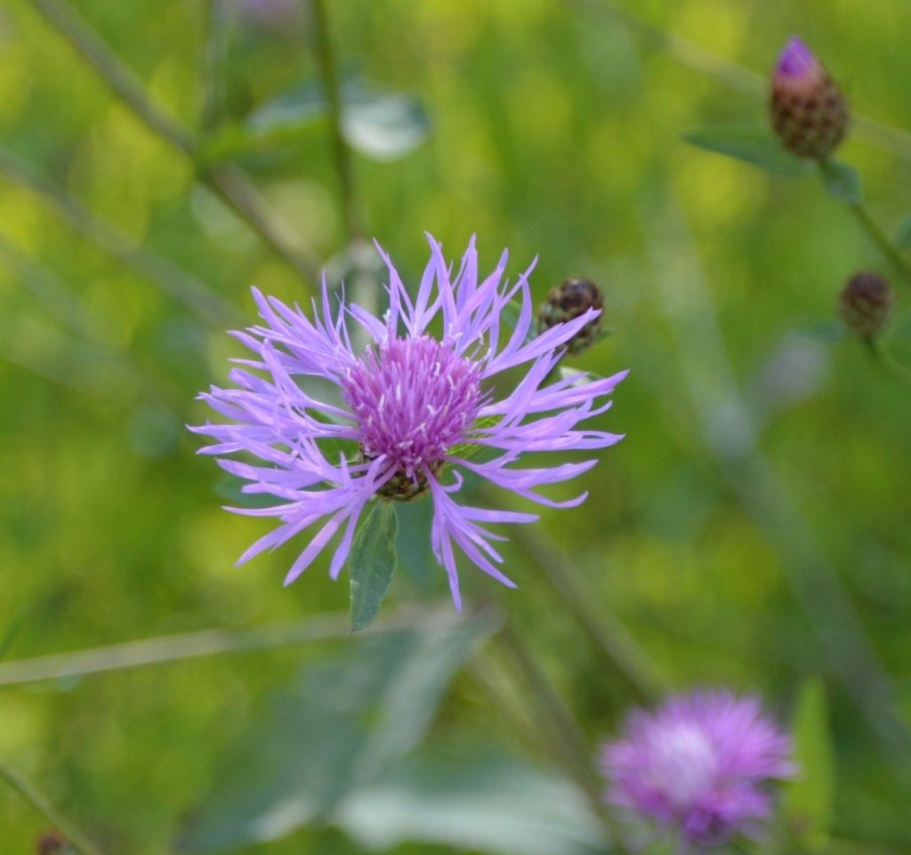 Centaurea nigrescens / Fiordaliso nerastro